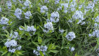 Amsonia Tabernaemontana (Willow Amsonia)