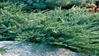 Juniperus Horizontalis 'Wiltonii' (Blue Rug Juniper)