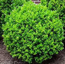 Buxus microphylla 'Winter Beauty' (Winter Beauty Boxwood)