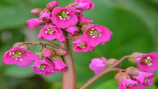 Bergenia Cordifolia Winter Glow (Heartleaf Bergenia)