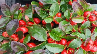 Gaultheria Procumbens (Wintergreen)