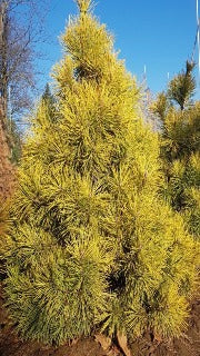 Pinus Sylvestris 'Woltings Gold' (Woltings Gold Scots Pine)