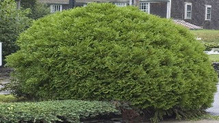 Thuja Occidentalis 'Woodwardii' (Woodward Cedar)