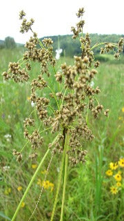 Scirpus Cyperinus (Wool Grass)