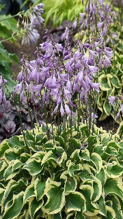 Hosta 'Wrinkle in Time' (Plantain Lily)
