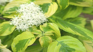 Cornus Alternifolia Golden Shadows 'W. Stackman' (Golden Shadows Dogwood)