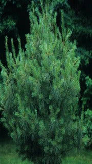 Pinus Parviflora 'Wy East' (Wy East Japanese White Pine)