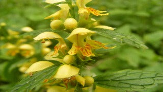 Lamiastrum Galeobdolon (Yellow Archangel)