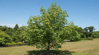 Aesulus Flava (Yellow Buckeye)