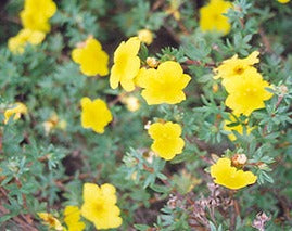 Potentilla Fruticosa 'Yellow Gem' (Yellow Gem Cinquefoil)