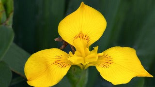 Iris Pseudacorus (Yellow Flag Iris)