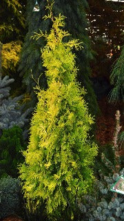 Thuja Occidentalis 'Yellow Ribbon' (Yellow Ribbon Cedar)