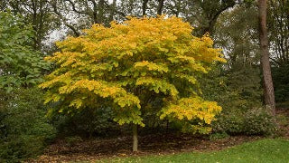 Cladrastis Lutea (Yellowwood)