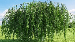 Betula Pendula 'Youngii' (Young's Weeping Birch)