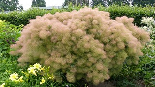 Cotinus Coggygria 'Young Lady' (Young Lady Smokebush)