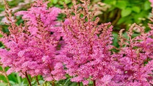 Load image into Gallery viewer, Astilbe x Younique Lilac (Younique Lilac Astilbe)
