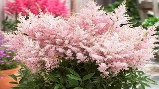 Astilbe x Younique Silvery Pink (Younique Silvery Pink Astilbe)