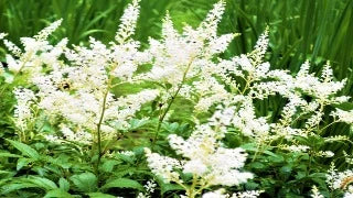Astilbe x Younique White (Younique White Astilbe)