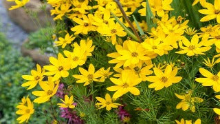 Coreopsis Verticillata 'Zagreb' (Threadleaf Tickseed)