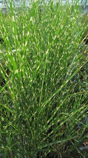 Miscanthus Sinensis 'Zebrinus' (Zebra Grass)