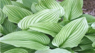 Hosta 'Zebra Stripes' (Plantain Lily)