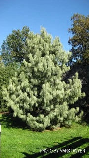 Pinus Wallichiana 'Zebrinus' (Zebra Himalayan Pine)
